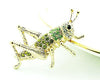 Locusts Cricket Crystal Rhinestone brooch